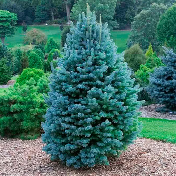 Растение пихта горная Компакта 130-150 BL 