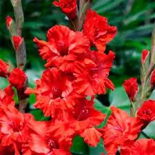 Луковица НВМ Гладиолус Файер Раффл 12/14 5шт 