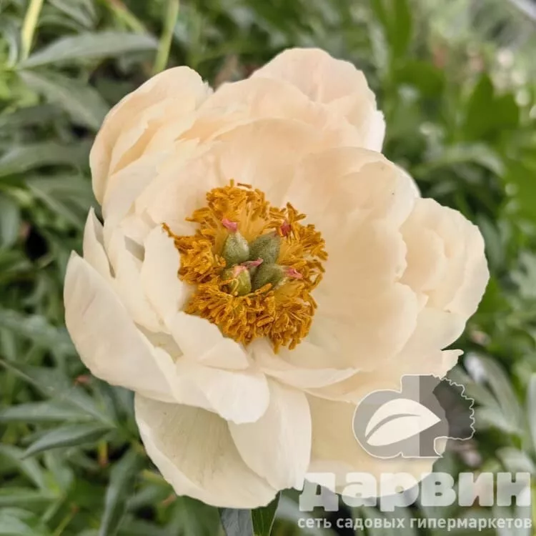 Пион Корал Чарм v5 Tim 