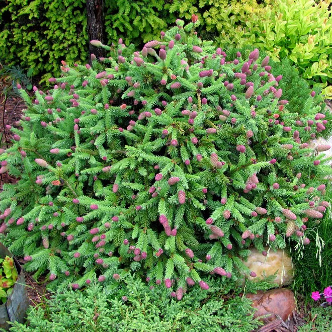 Ель обыкновенная Пуш v12 30-40 