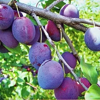 Слива Этюд С7,5 Н120-140 ЦО 