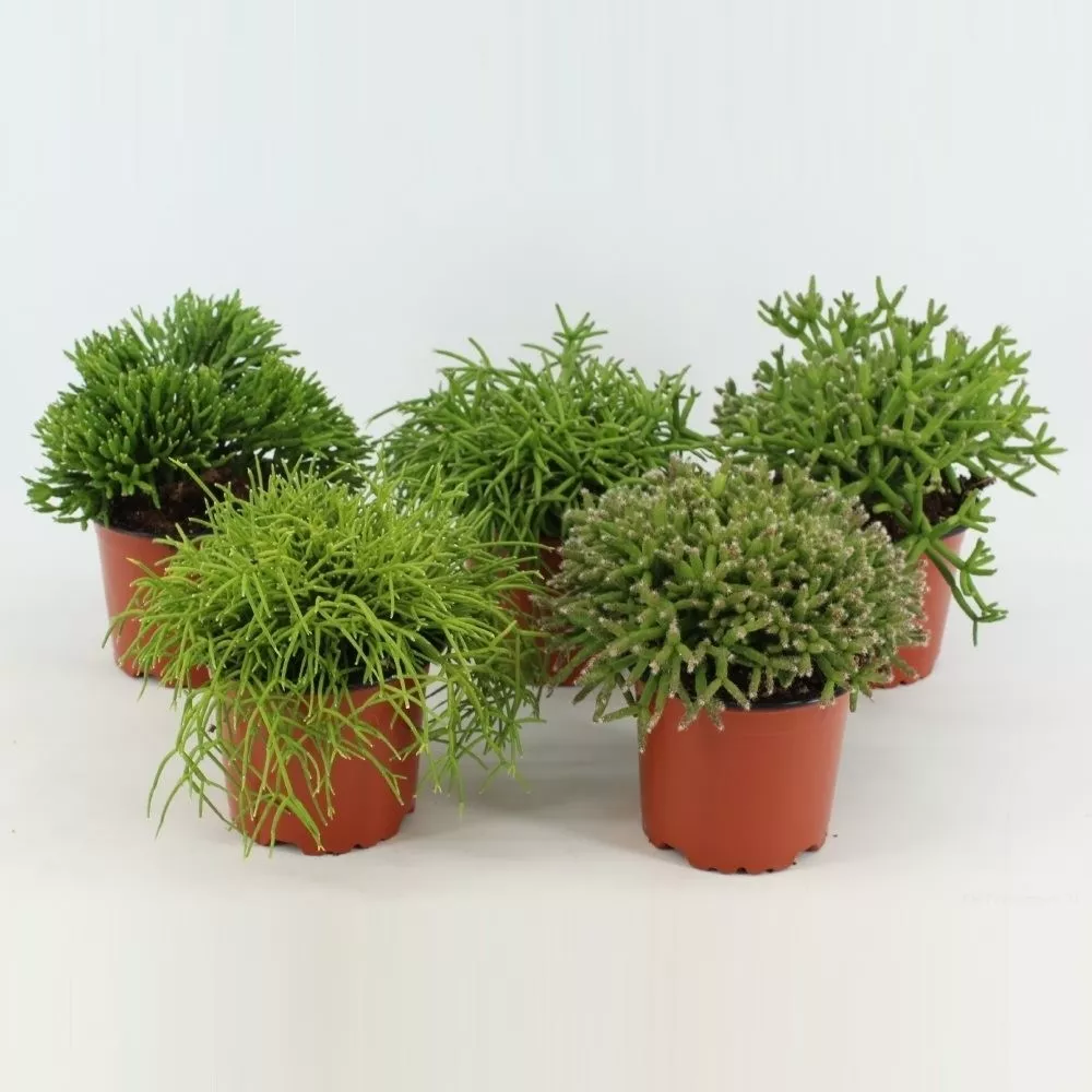 Рипсалис микс d8,5 h15 