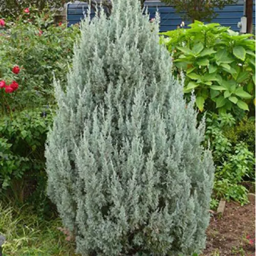 Растение можжевельник чешуйчатый Спрингбанк с3/40-60 Bor 