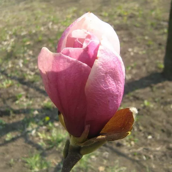 Магнолия Рогов с3 Zim 