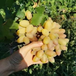 Виноград плодовый Сенсация, желтый в коробке Tim 