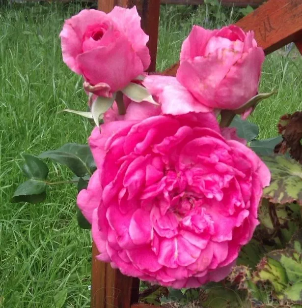 Роза парковая Декор Роуз розовый в коробке ЦО 