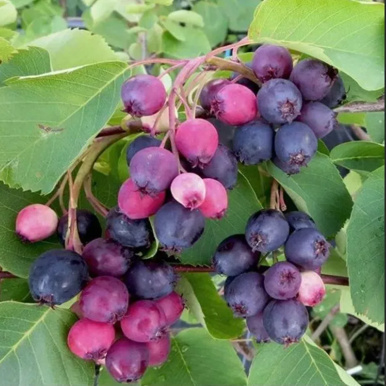 Нортлайн
