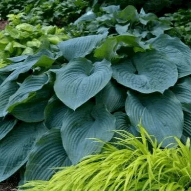 Блю Энджел Хоста