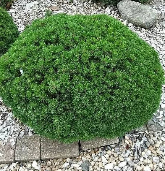 Растение сосна горная Benjamin 40 CM STEM C10 Tw 