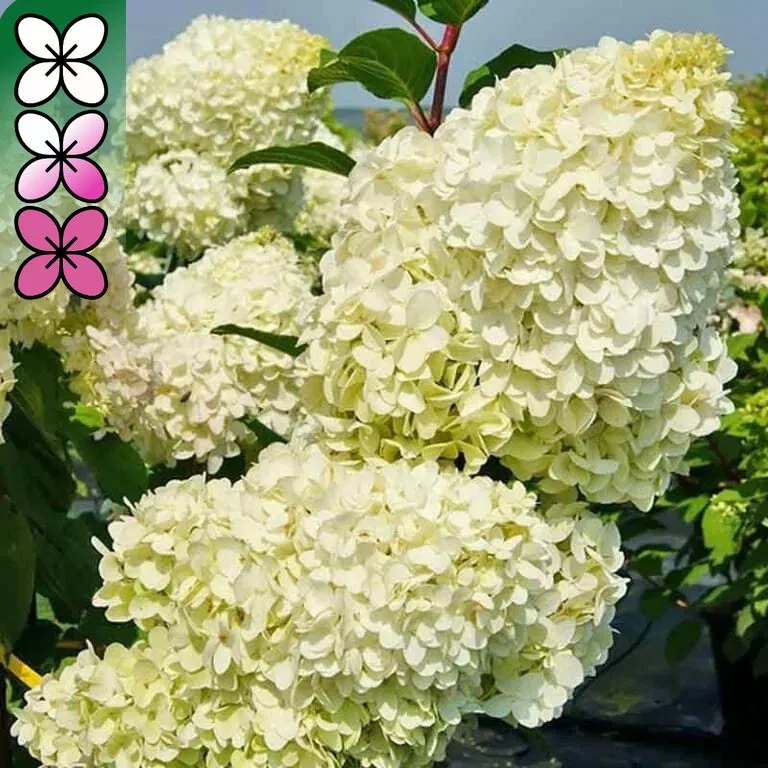 Гортензия метельчатая Диамантино v5 Lav 