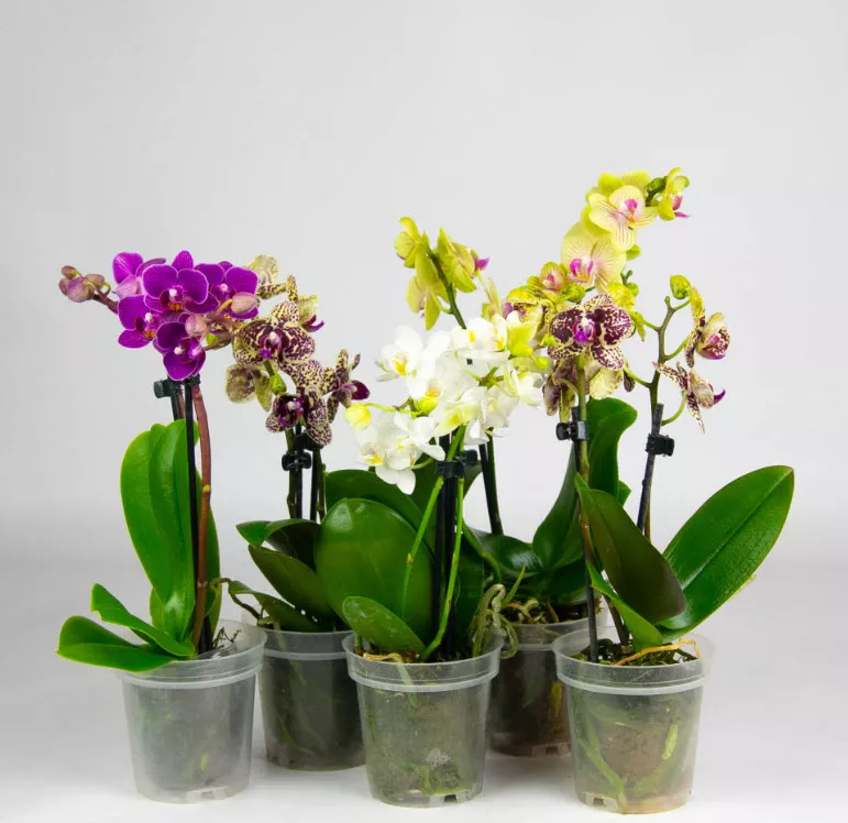 Фаленопсис 3 ст микс d12 h75 