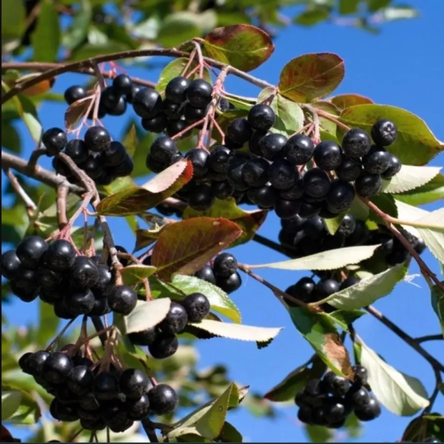 Рябина черноплодная Хугин v2 Lav 