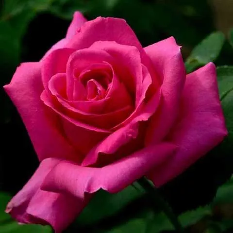 Роза чайно-гибридная Сьюзен Хенжир  v5 Lav 