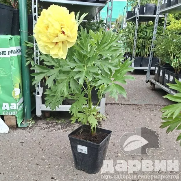 Изображение 3