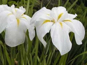 Ирис японский Голд Баунд d12 ХР 