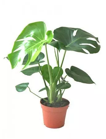 Монстера Декалиоза d17 h65 