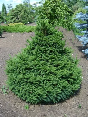 Ель обыкновенная Барри v7,5 40-60 