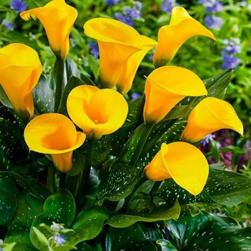 Клубень Калла Блэк Мэджик  14/16  1 шт Поиск 