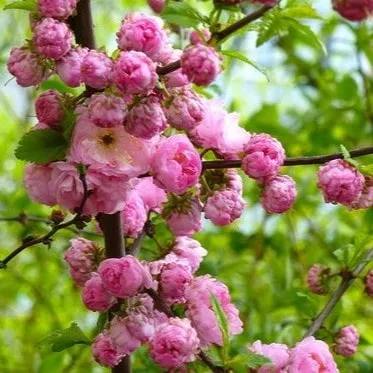 Миндаль декоративный Розовый шар 100-200 v15 Tim 