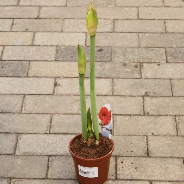 Амариллис d14 h50 Tim 