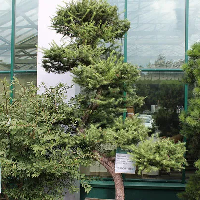 Лиственница Кемпфера Бонсай 225-250см 