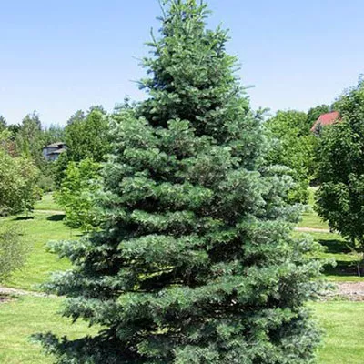 Растение пихта одноцветная - grey blue Colorado-Tanne mB -30 40 