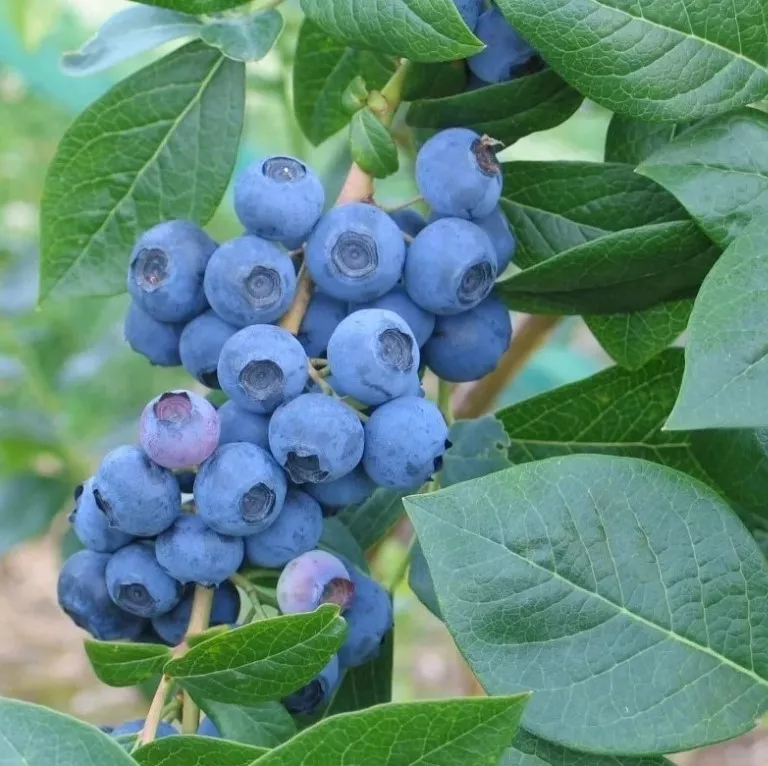 Голубика Норд ленд v2-3 Tim-FT 