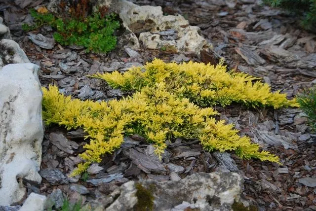 Можжевельник горизонтальный Мазер Лод v7,5 30-40 Tw 