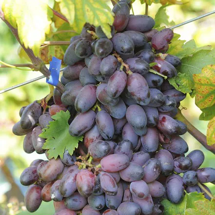 Виноград плодовый Эталон, фиолетовый v5 Tim 