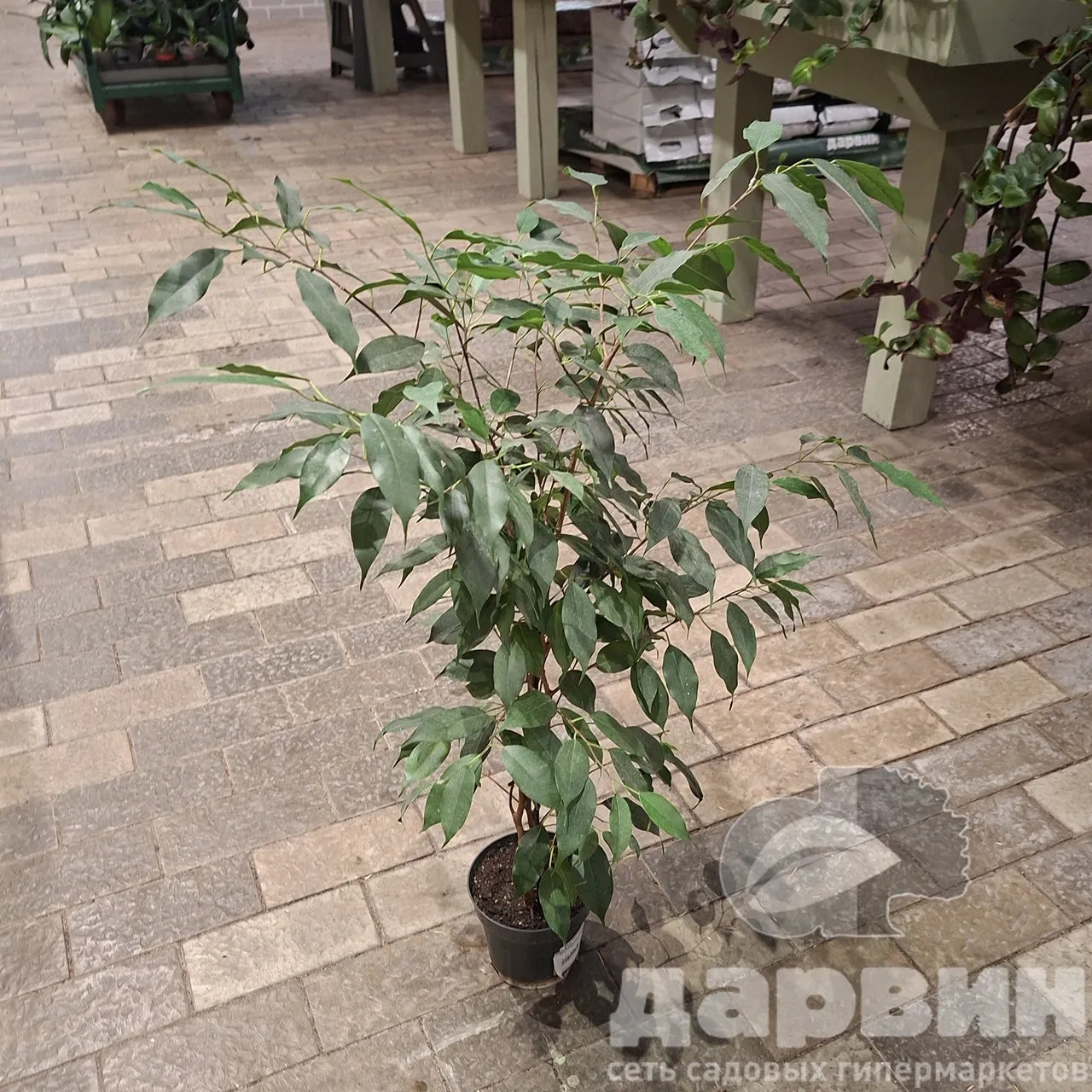 Фикус Бенджамина Даниэль d14 h55 