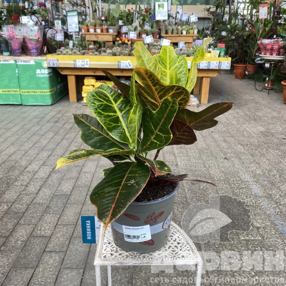 Кодиеум Экселент d17 