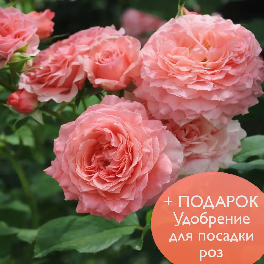 Роза шраб Корал Желе в коробке Биосфера 