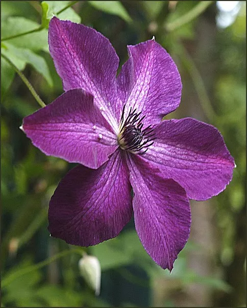 Клематис Найт Веил v2 