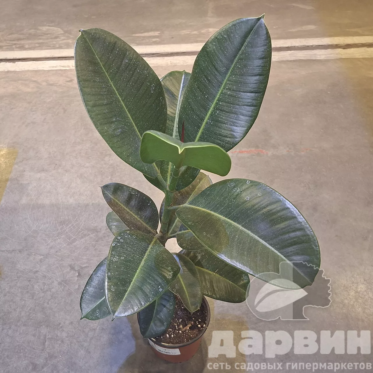 Фикус эластика d12 Tim 