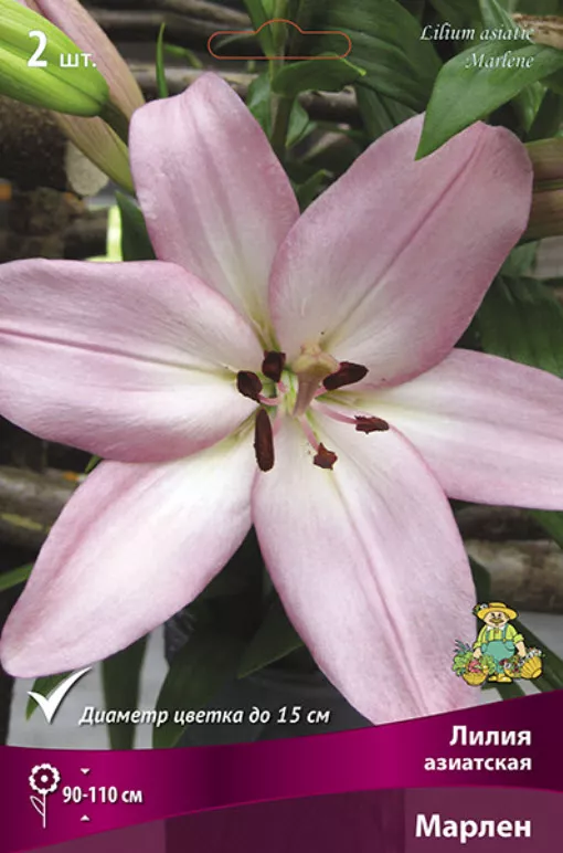 Луковица Лилия азиатская Марлен  14/16  2шт. Поиск 