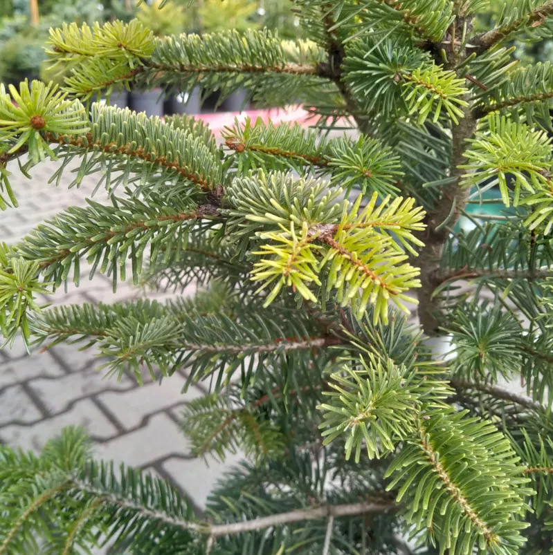 Пихта нордмана Мидвинтер Голд 40-50 Mt 