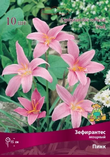 Луковица Зефирантес мощный Пинк6/+10 шт Поиск 