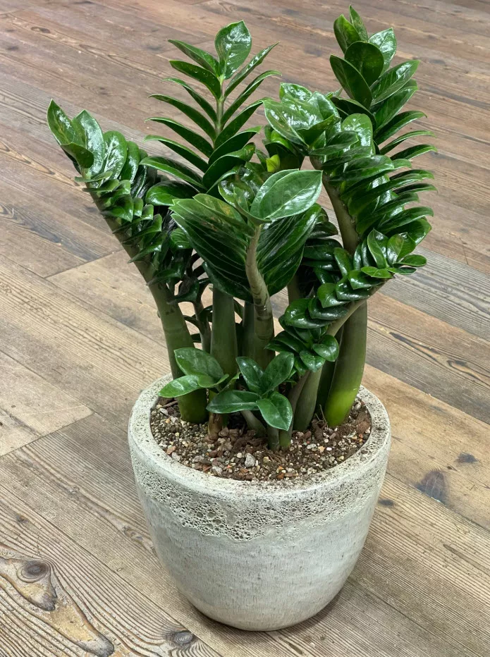 Замиокулькас Зензи  d17 h50 