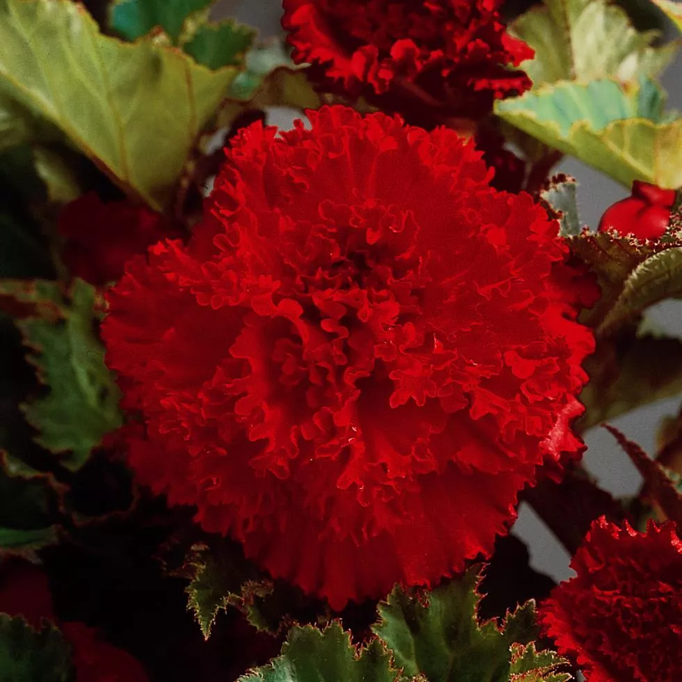 Клубень НВМ Бегония Фимбриата Ред 5/6 2шт 