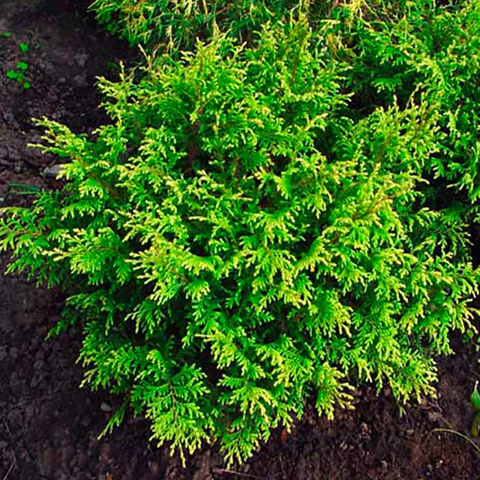 Растение кипарисовик горохоплодный Plumosa Rogersii C60/80 120-140 Bor 2017 