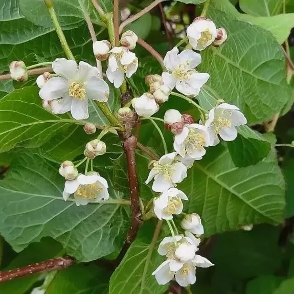 Актинидия аргута Солнечный (мужская) v2 Lav 