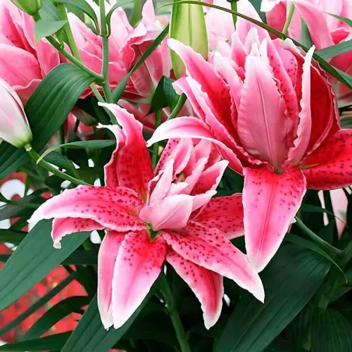 Луковица Лилия восточная махровая Роузлили Елена 1шт Поиск 