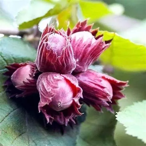 Фундук Сахарный v2 20-40 Tim 