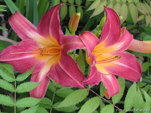 Лилейник Черри чикс, Tim 