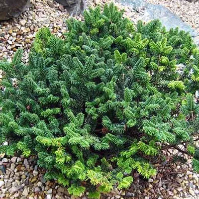 Растение пихта бальзамическая Nana C13 30-40 CM Tw5 