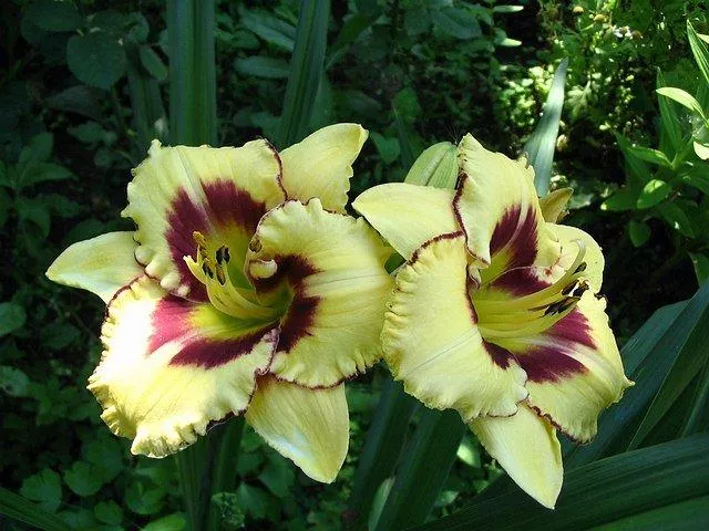 Лилейник Эль десперадо, Tim 