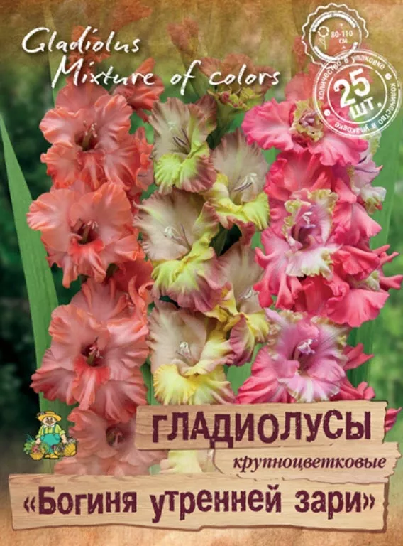 Луковица Гладиолус крупноцветковый Богиня утренней зари 10/12 25шт. Поиск 
