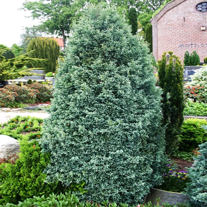 Растение кипарисовик горохоплодный Boulevard C2, 30-40 UL 