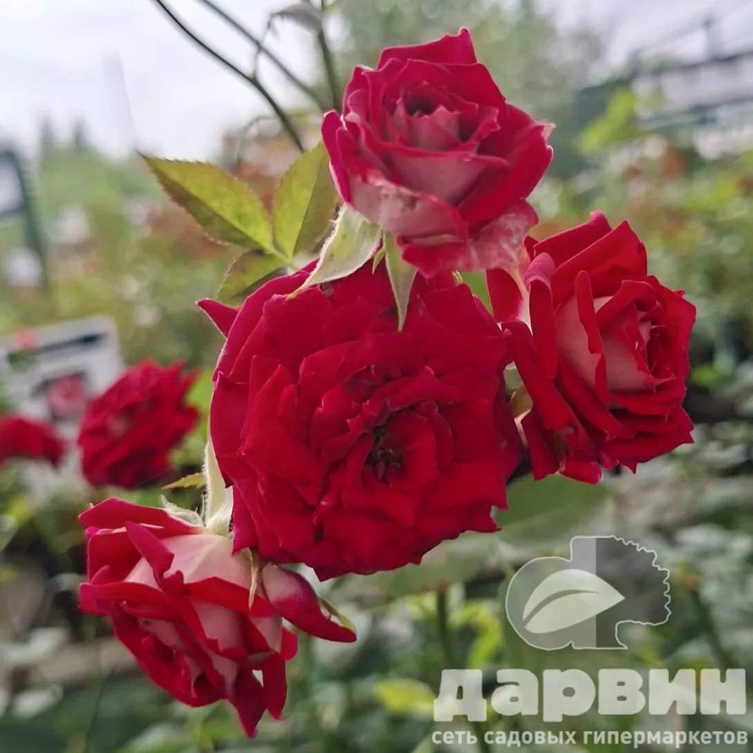 Роза спрей Руби Стар v5 Lav 