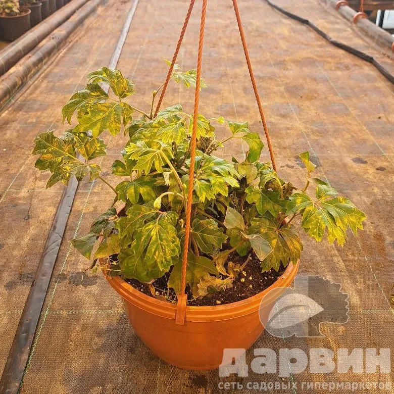 Циссус ромболистный Элен Даника в кашпо d23Tim 